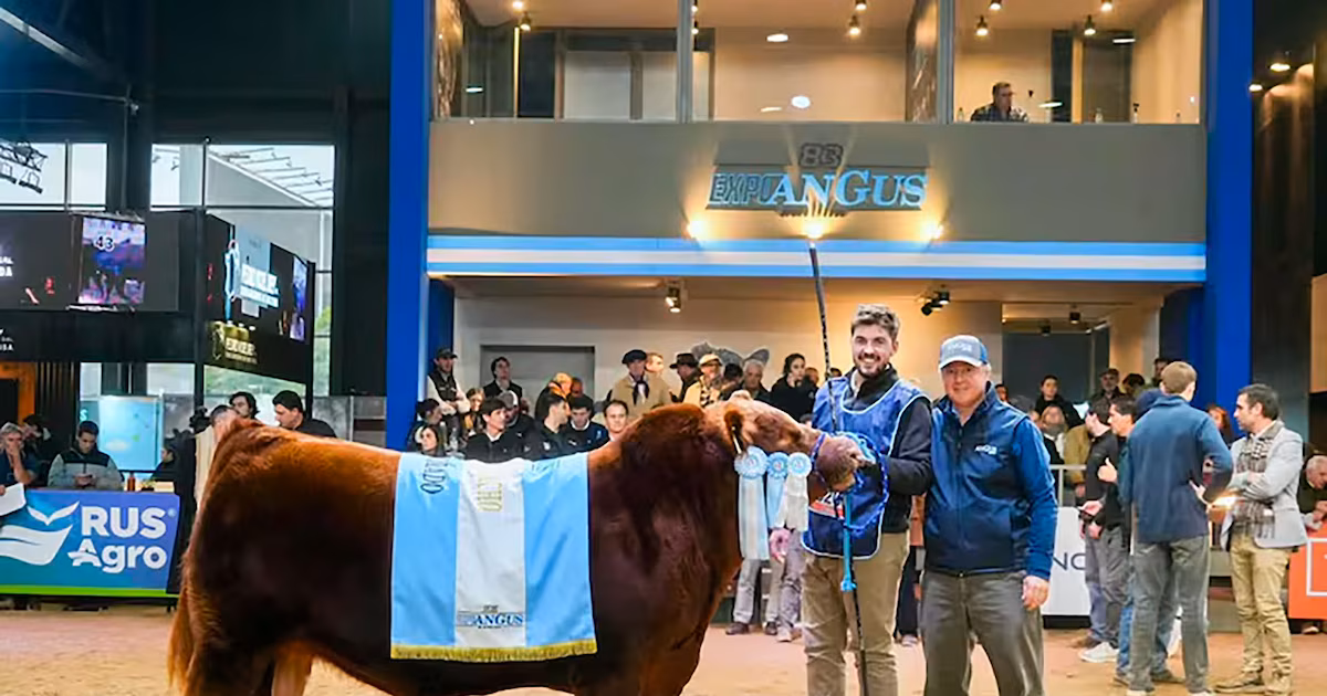 “Álvaro” se convirtió en el toro más caro de la Argentina: la cifra récord que pagaron por la mitad de un Angus campeón