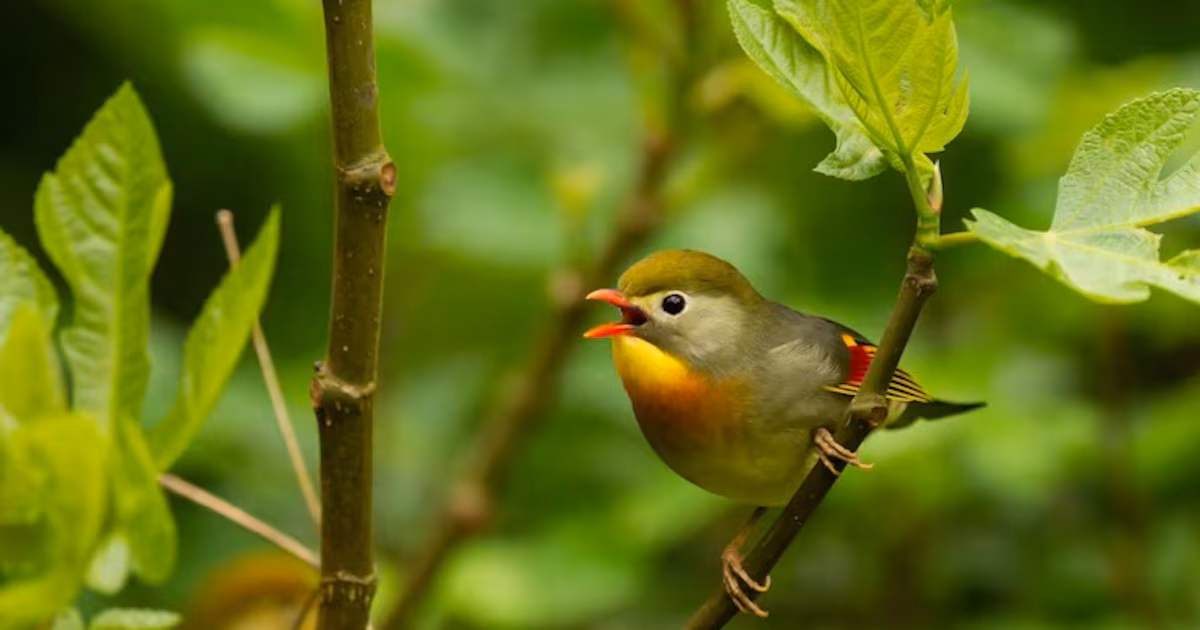 ¿Por qué las aves cantan al amanecer? Un modelo matemático habría encontrado la respuestaAlexander Kaye, de la Universidad de Warwick, desarrolló una propuesta basada en la teoría de catástrofes que explica las razones detrás del comportamiento de los pájaros, que pasan del silencio al canto colectivo en cuestión de segundos
