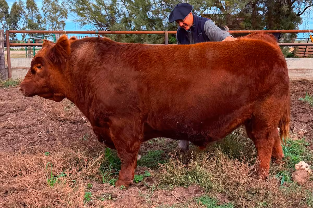 “Álvaro es único”: se vendió en $300 millones la mitad de un toro Angus y marcó un récord en el país en un espectacular remate