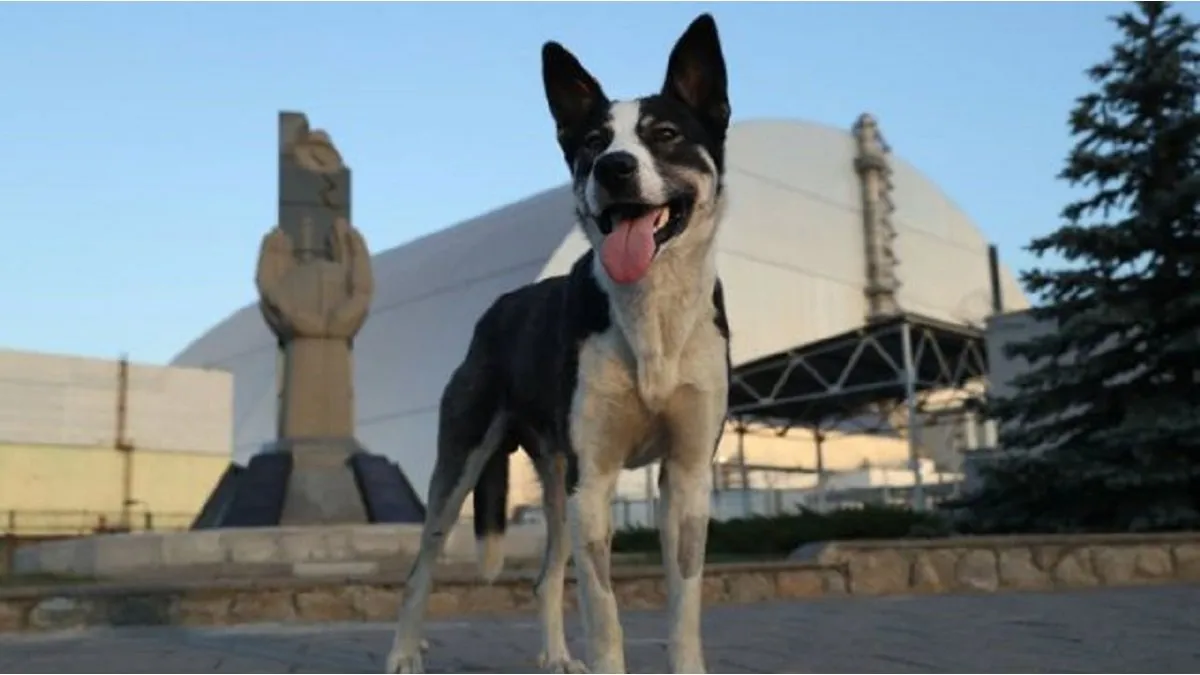 La fauna de Chernóbil, bajo la lupa: los cambios que experimentaron los animales tras el desastre nuclear