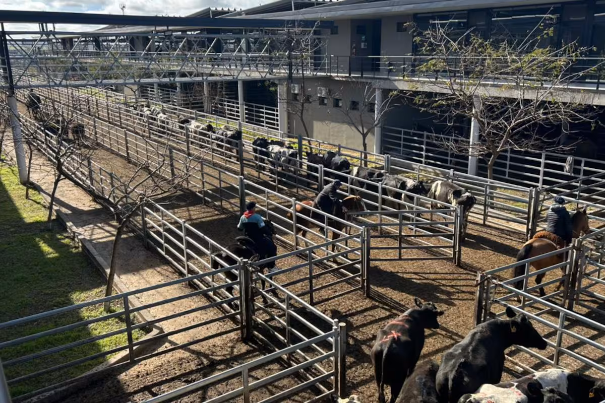 Vacunos: comienzo de semana con subas en el Mercado Agroganadero de Cañuelas