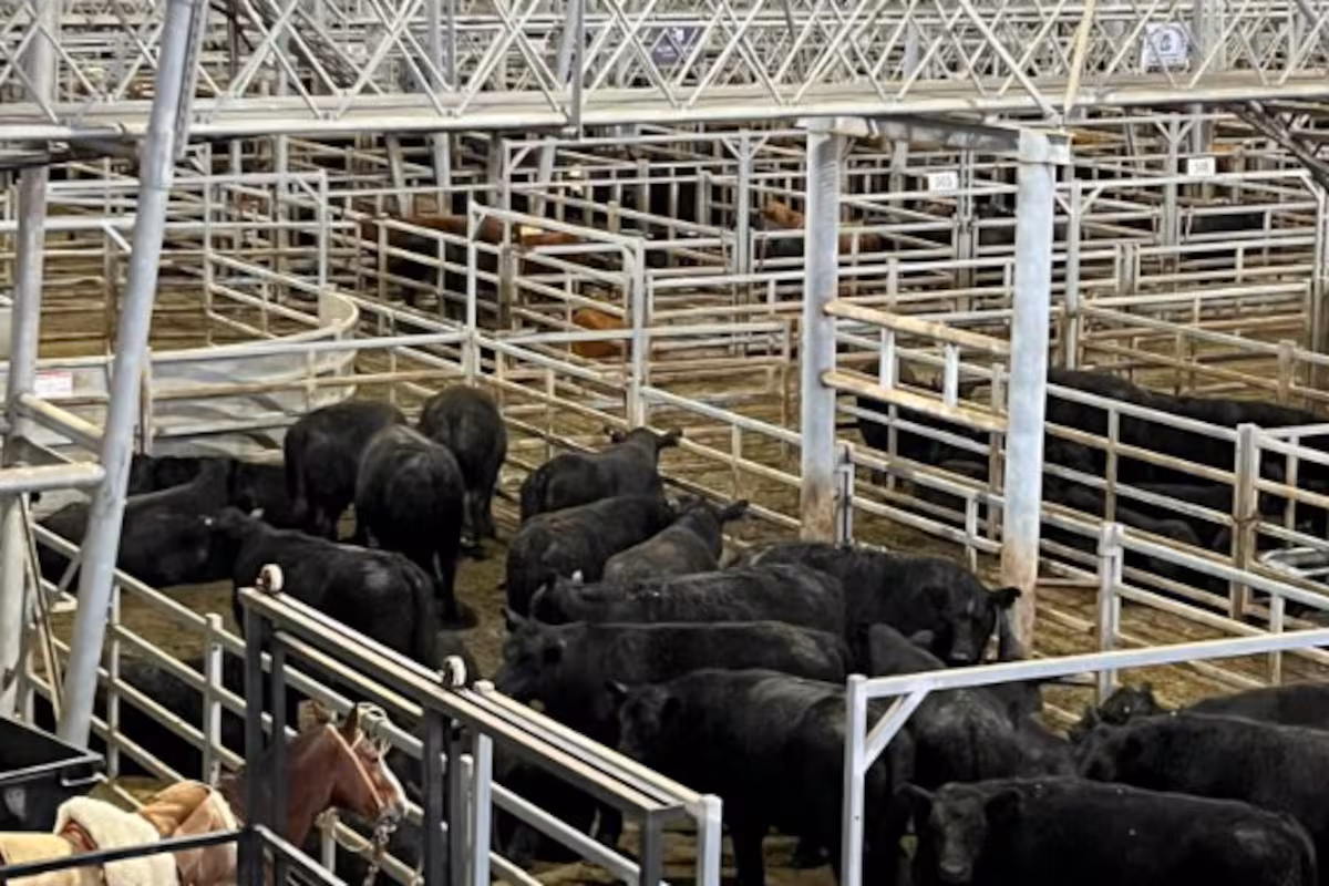 Vacunos: menor oferta y precios con altibajos en el Mercado Agroganadero de Cañuelas