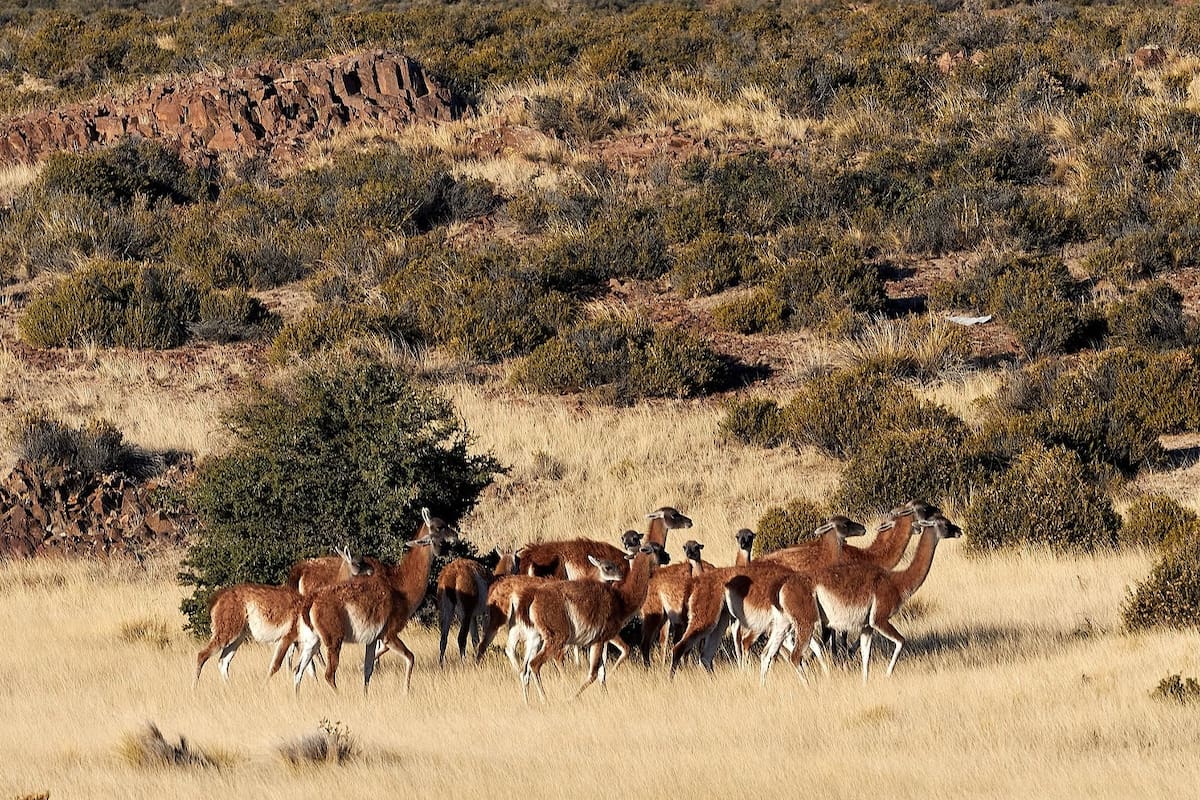 “Tocamos fondo”: en Chubut hablan de una fenomenal pérdida de ovejas por depredadores como el puma y exigen un plan ante el guanaco