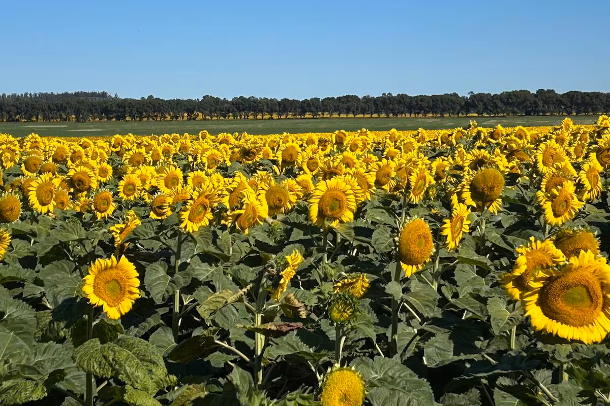 Girasol: el mercado podría tranquilizarse a partir de una mayor cosecha mundial