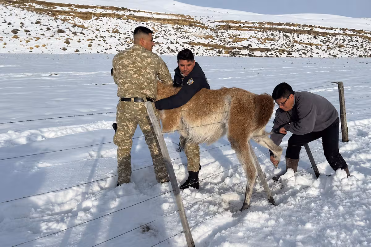 Hay 2 millones en su provincia: un gobernador liberó un guanaco atrapado en un alambrado y lo mostró en redes