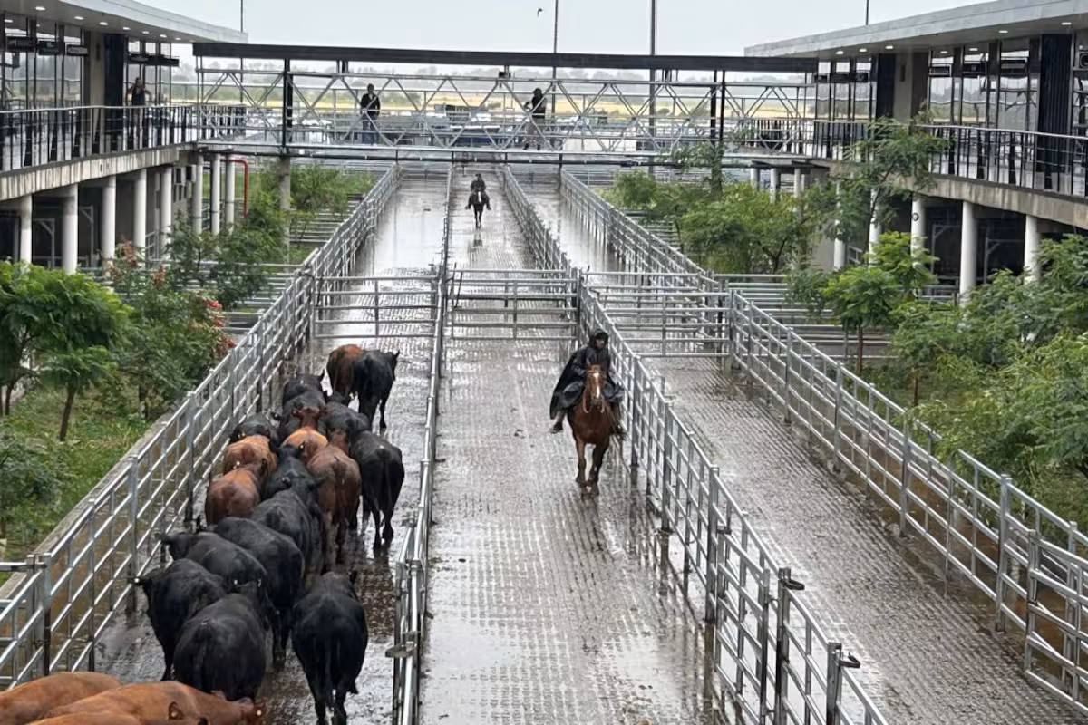 Comenzó la semana con subas en el Mercado Agroganadero de Cañuelas
