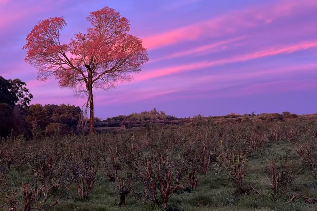 Quisieron tumbar un árbol para plantar yerba y terminó siendo la inspiración para su propia marca
