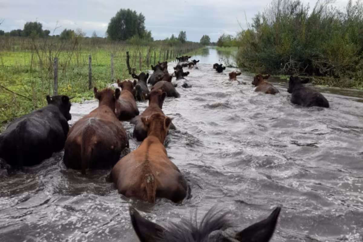 “Va a pasar algo fuerte”: por el Súper Niño, en el Delta así apuran el traslado de hacienda