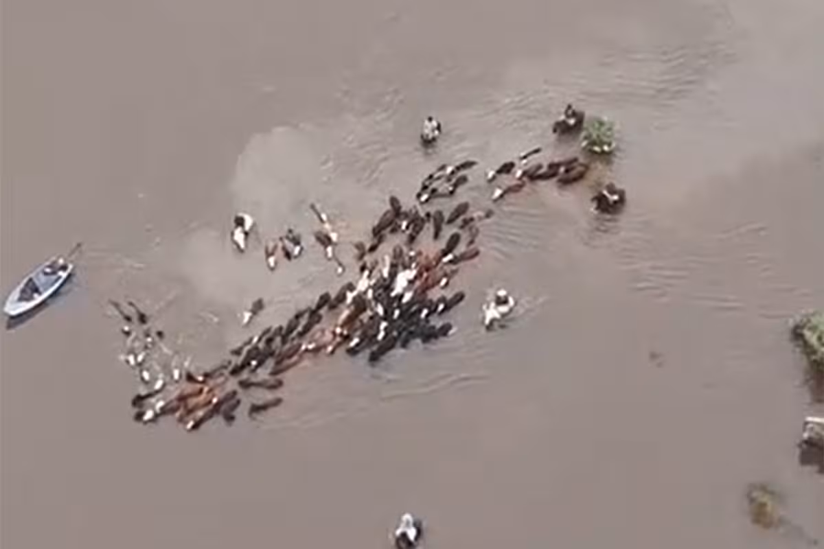 “Se inunda todo”: impactantes imágenes de un éxodo obligado para salvar las vacas