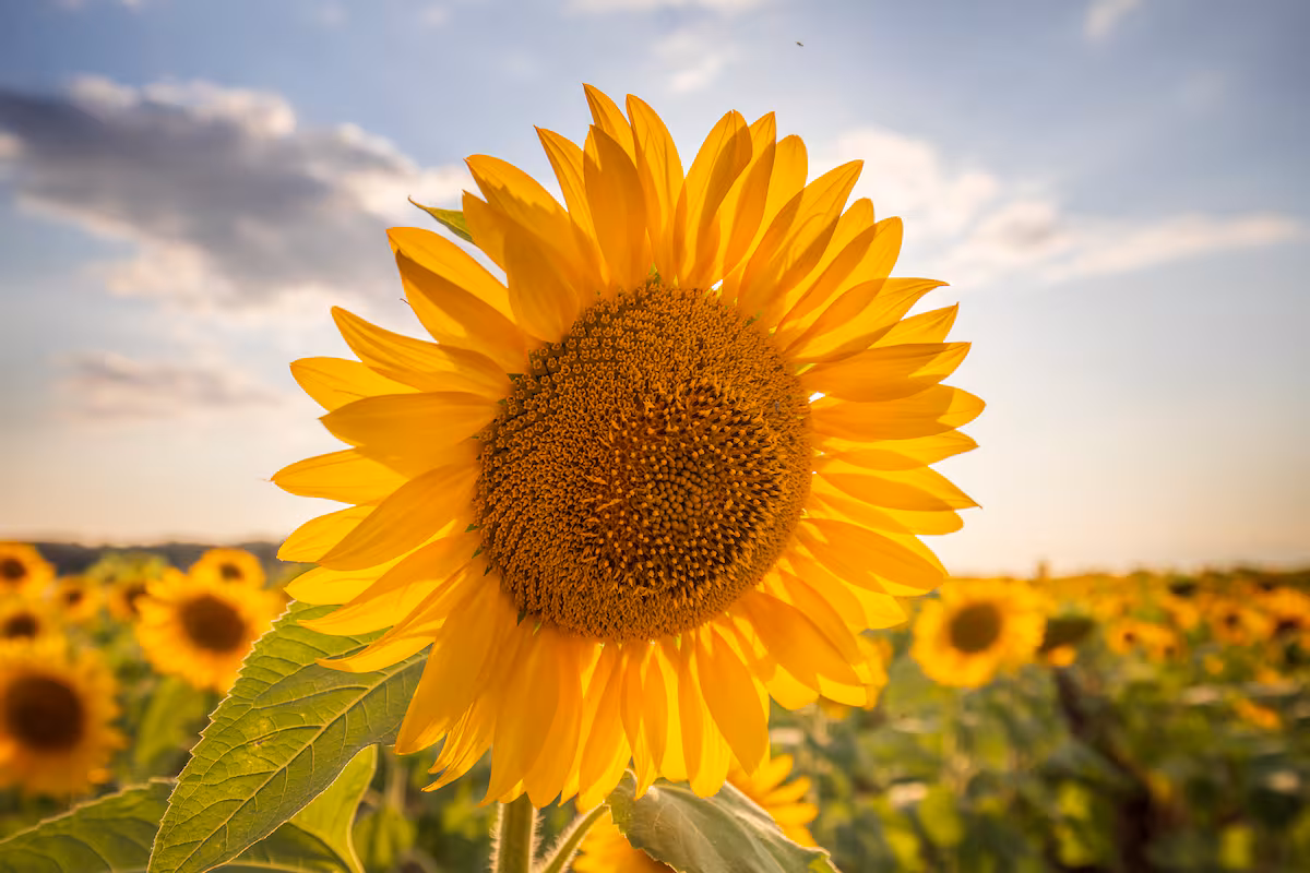 “Lo mejor de la campaña”: el girasol ya calienta la previa de una nueva siembra en una región donde le va muy bien