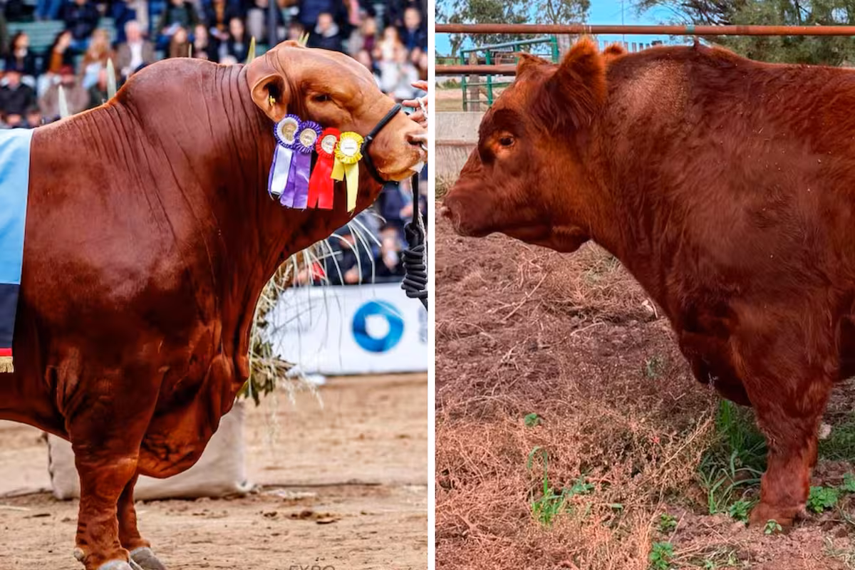 “Mafioso vs. Álvaro”: quién tiene el toro más caro de la Argentina