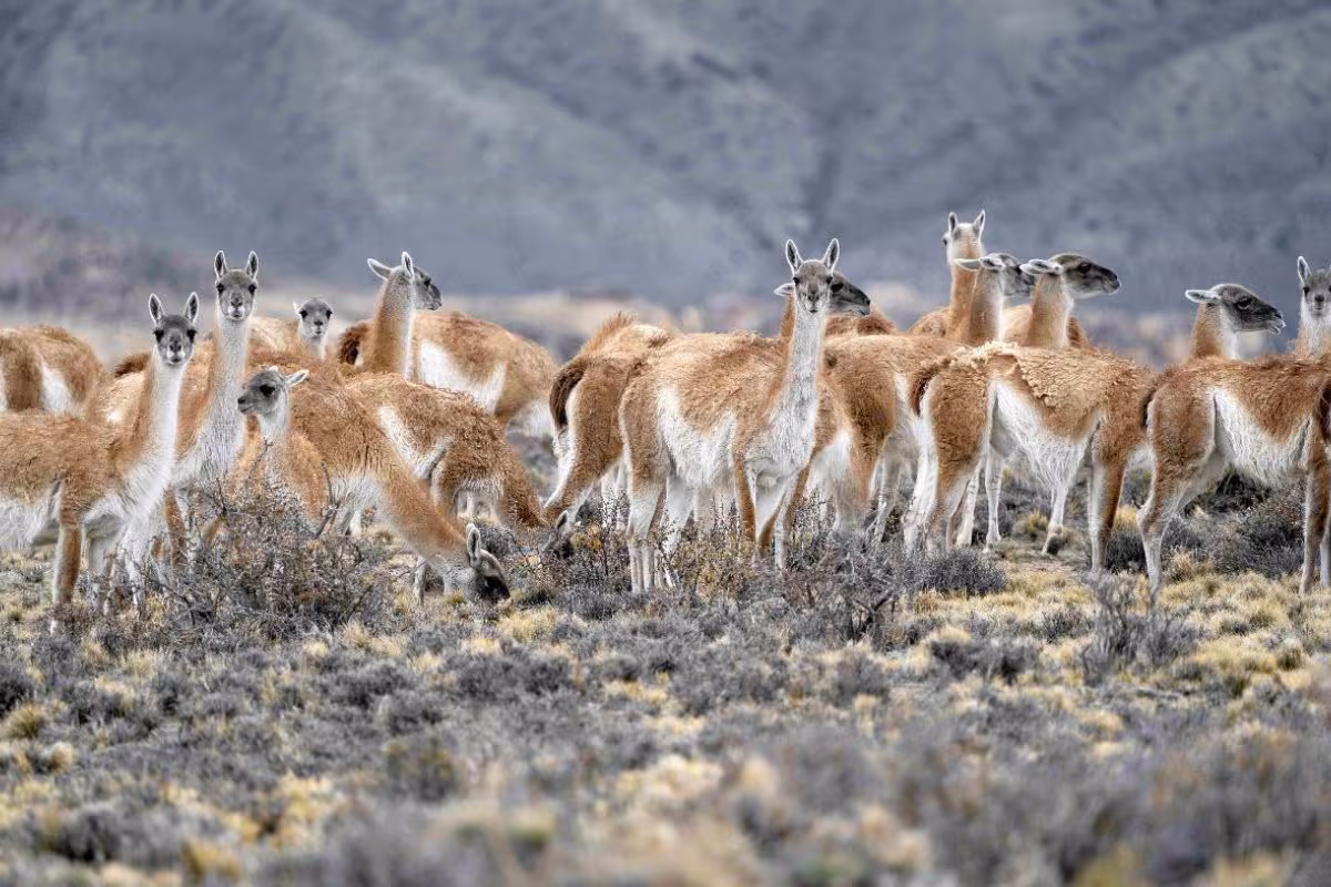 Polémica en una provincia: una legisladora quiere prohibir la caza de guanacos para que no se coma su carne