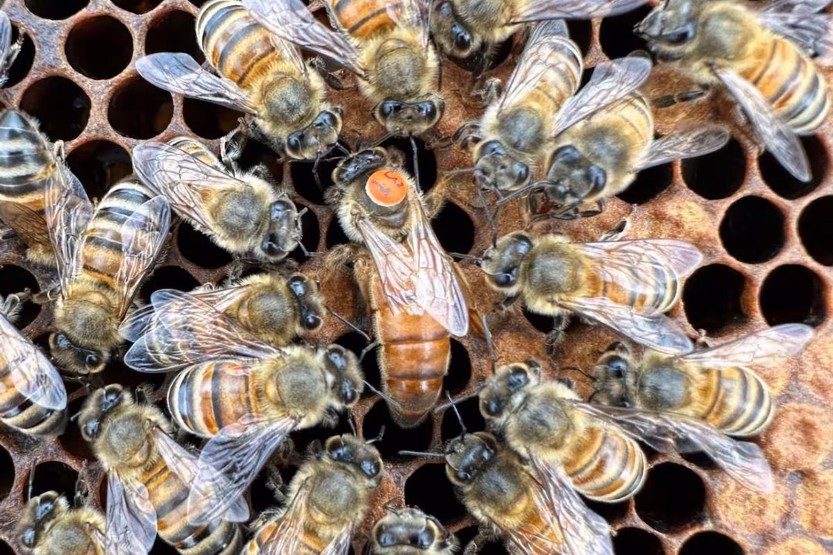Veterinarios de abejas: al rescate de un polinizador vital que enfrenta graves amenazas