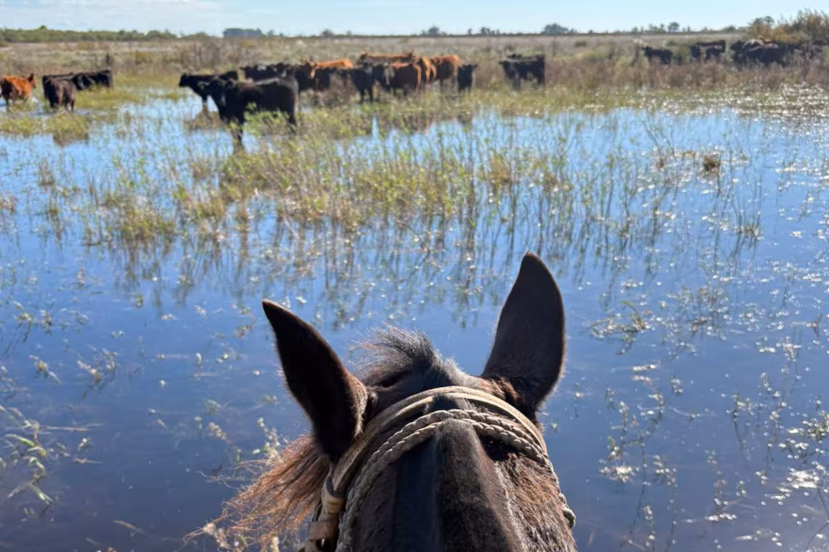 El Niño encendió las alarmas de la campaña agrícola