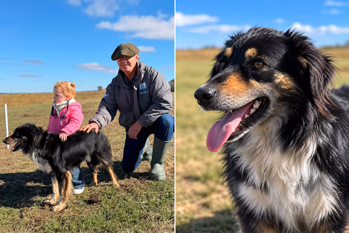 Se viene el Mundial de Perros Pastores y Vega viajó desde la Patagonia para una exigente prueba