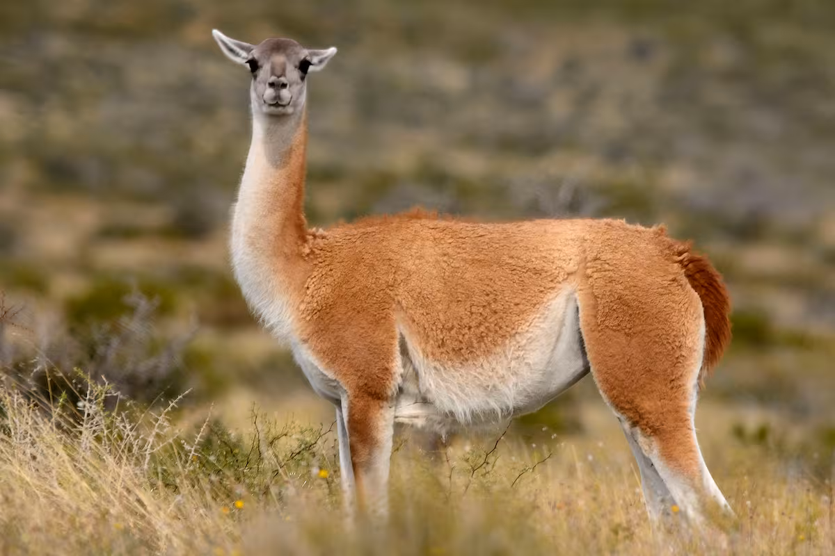 “Los campos se vacían”: estalló un fuerte cruce entre el campo y el gobierno de Chubut, que prepara un censo de guanacos