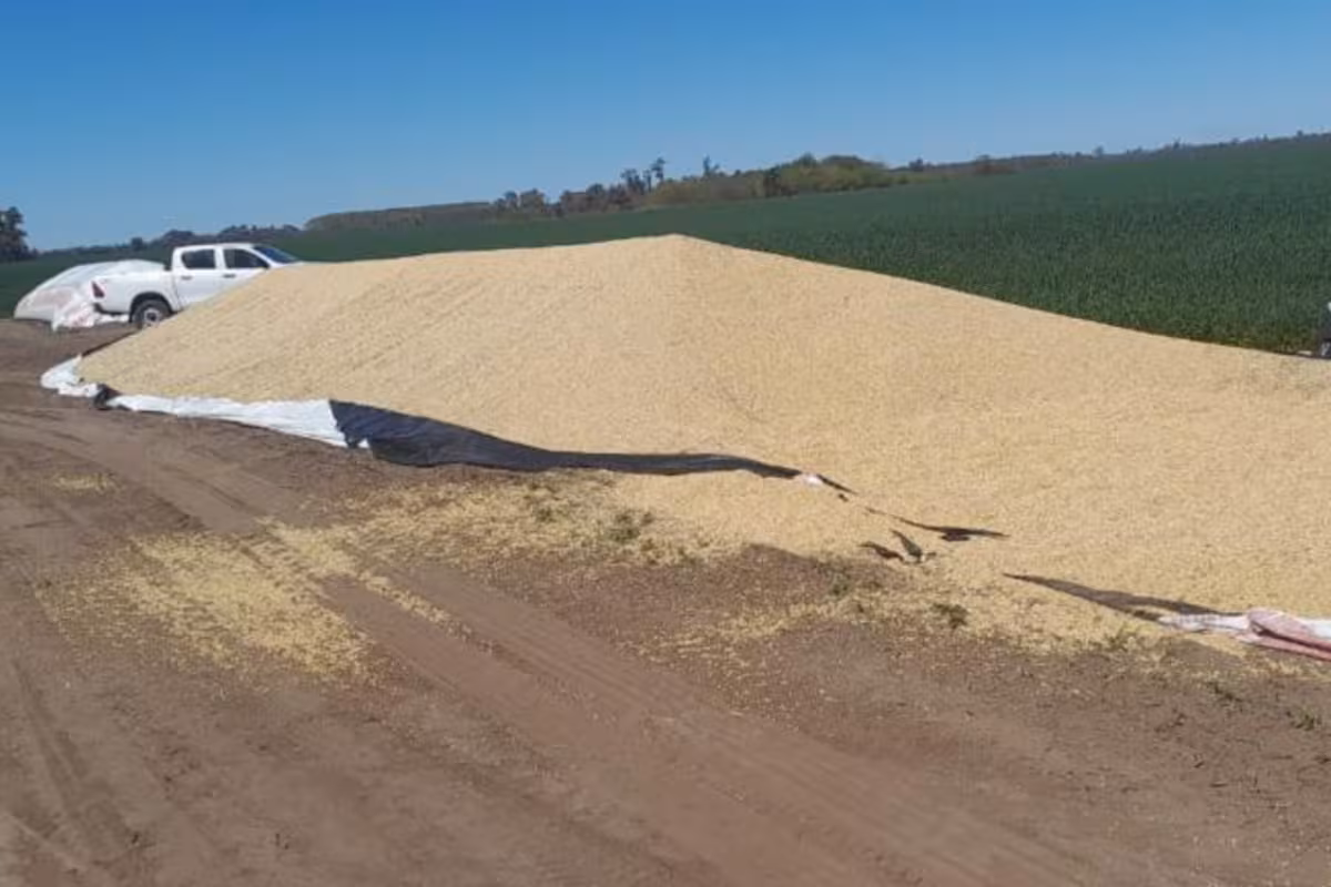 Inseguridad en el campo: avanza un proyecto para castigar el vandalismo rural