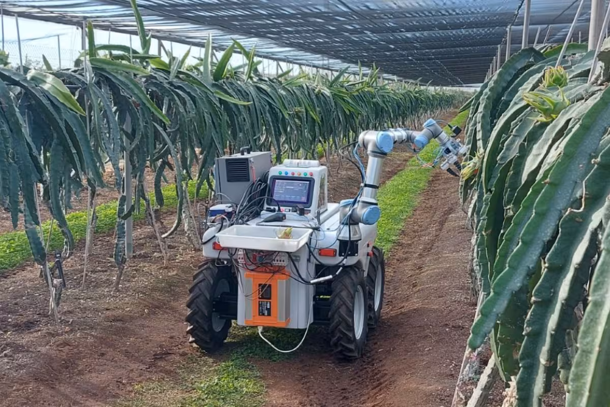 Así funciona el Dragonbot, el robot creado por dos jóvenes que recolecta la fruta del dragón