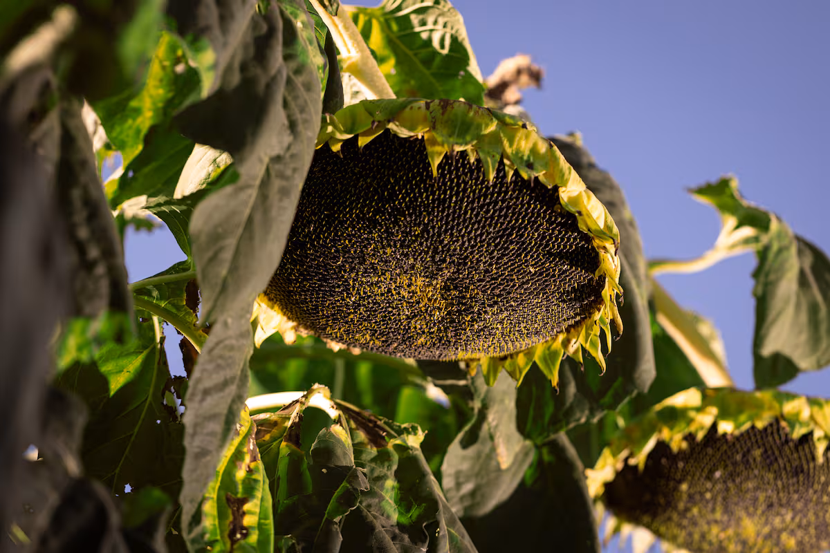 Boom exportador: el agro se acercó a los US$32.000 millones y estos fueron los sectores que más crecieron