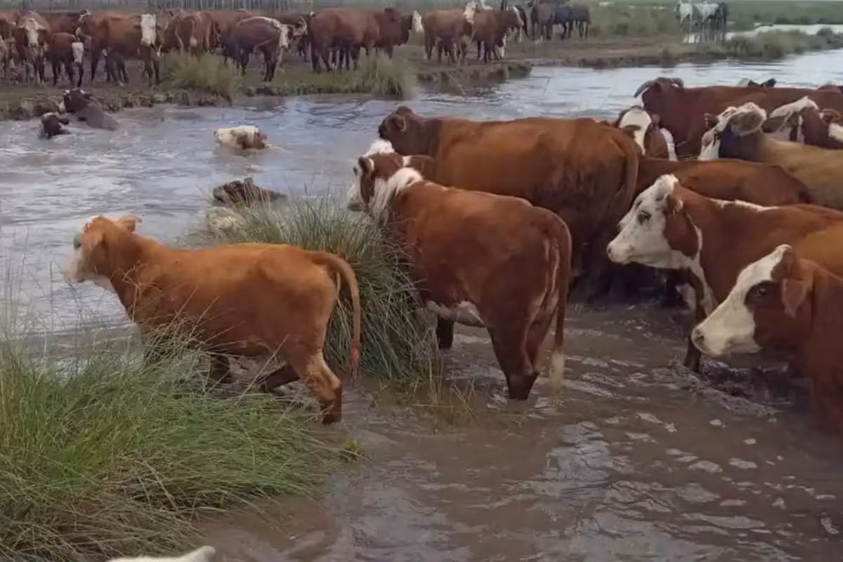 Tiene 700.000 vacas: en una región aumenta el traslado de hacienda por El Niño y hay ventas de urgencia