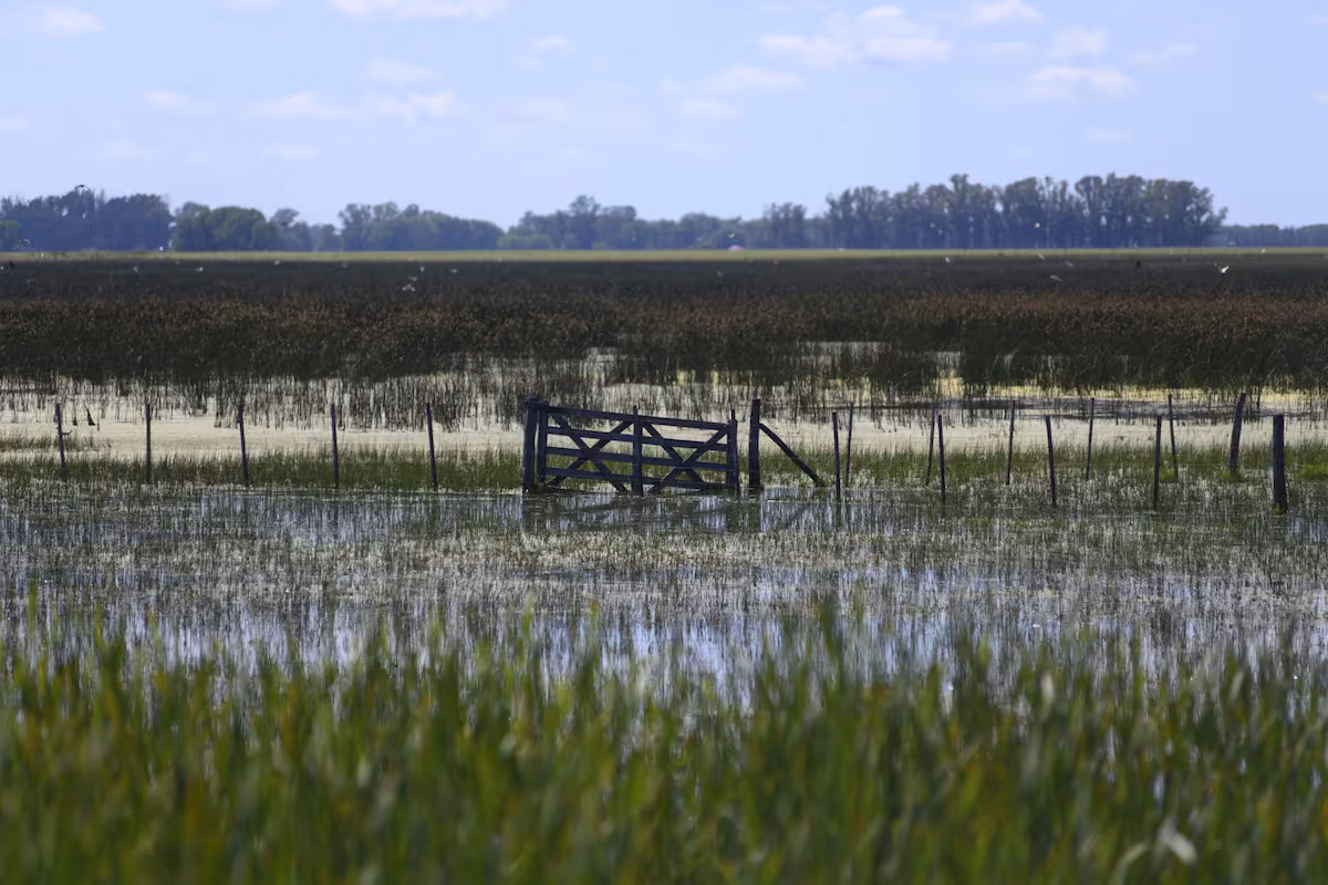 Temor a El Niño: cambian cultivos, reducen la inversión y revisan los alquileres ante el inminente fenómeno