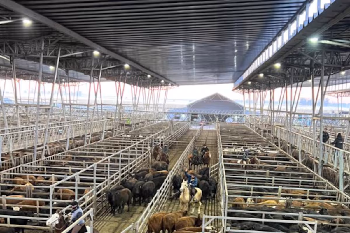 Vacunos: cierre de semana con altibajos en el Mercado Agroganadero de Cañuelas