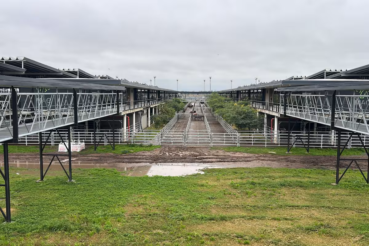 Vacunos: cierre de semana en positivo en el Mercado Agroganadero de Cañuelas