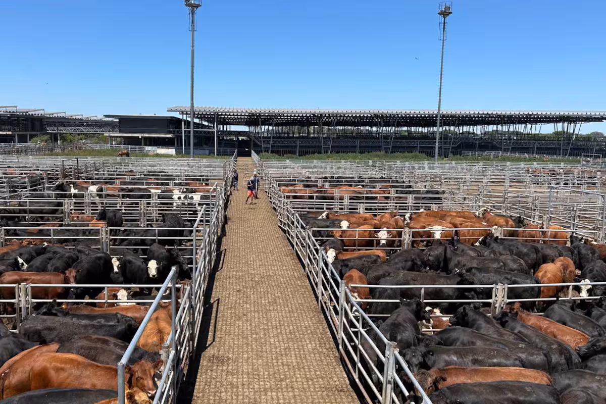 Vacunos: cierre de semana en positivo en el Mercado Agroganadero de Cañuelas