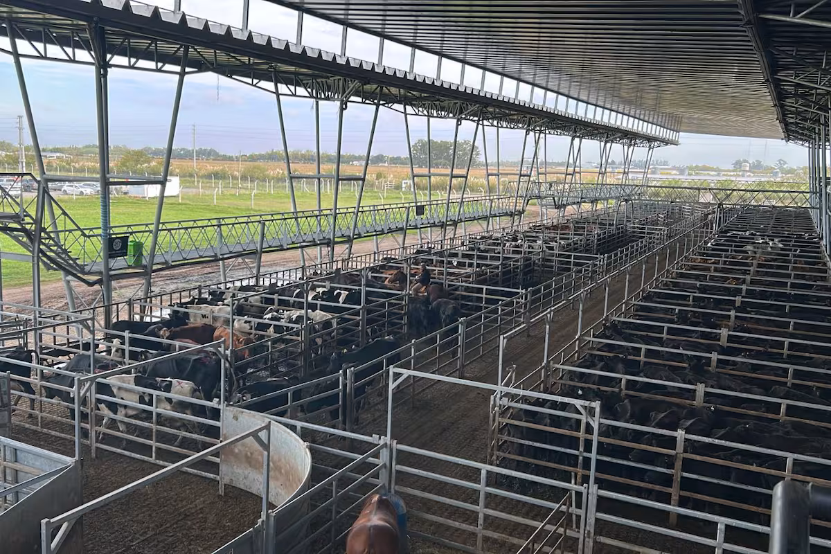 Vacunos: demanda selectiva y precios en baja en el Mercado Agroganadero de Cañuelas