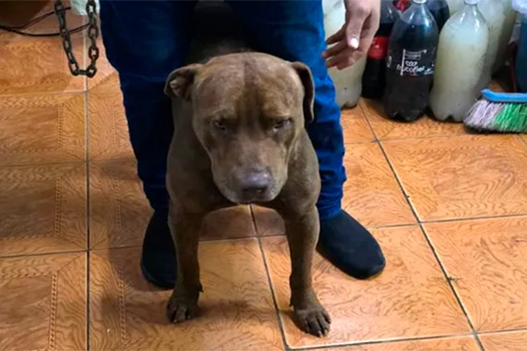 Otro nene de 3 años fue atacado por un pitbull y recibió 65 puntos en la cara