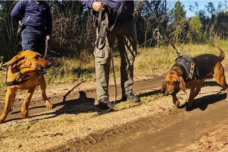 Perros localizaron a un hombre que estuvo casi 24 horas perdido en una zona rural de Concordia