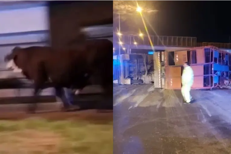 Video: un camión con ganado volcó en Rosario y las vacas quedaron sueltas en Circunvalación