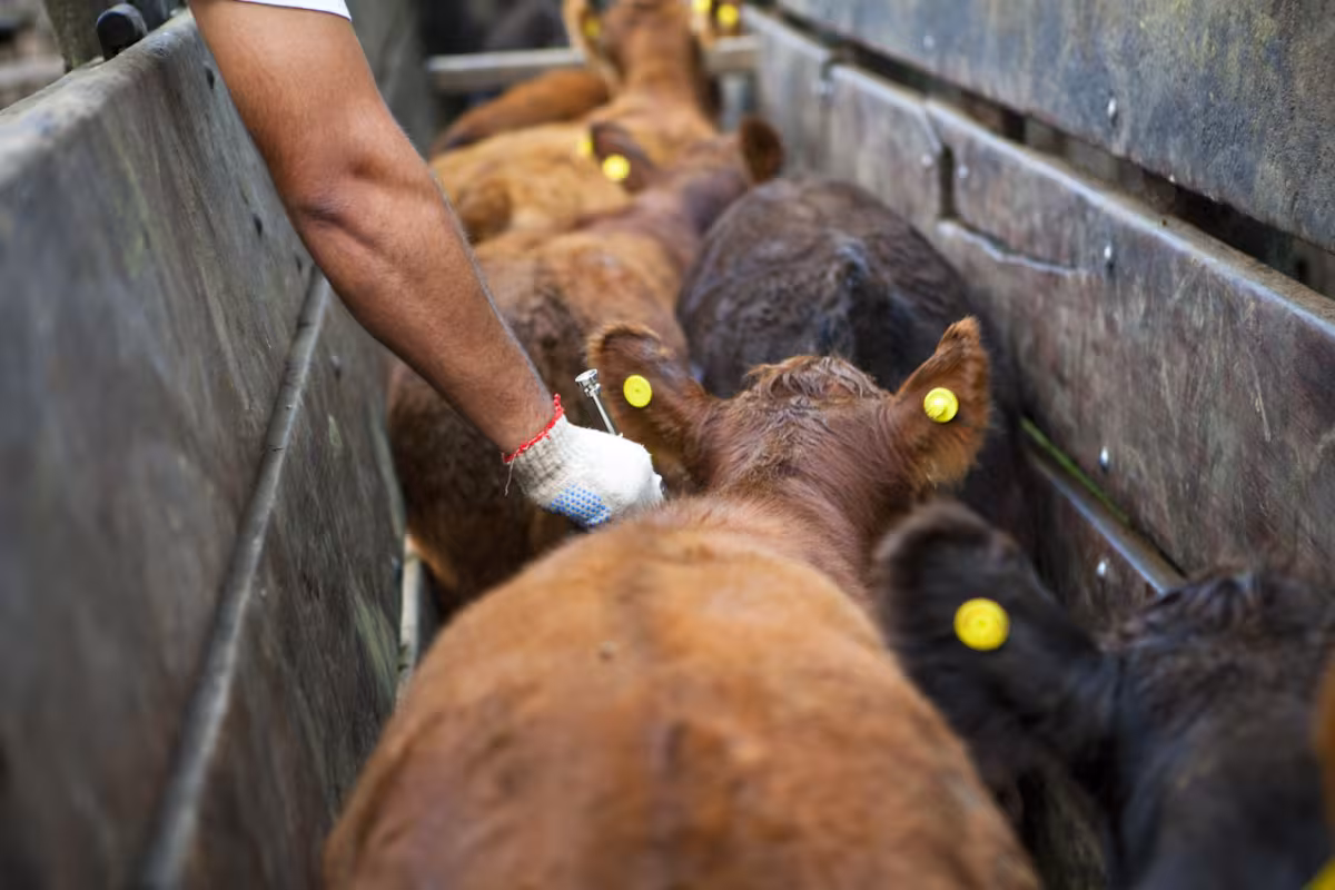 “No admite improvisaciones”: una entidad del agro hizo una fuerte advertencia sobre el plan contra la aftosa