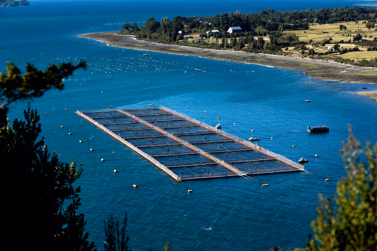 Negocio con futuro: Chile le compró a una pyme argentina un importante subproducto para hacer un alimento para salmones