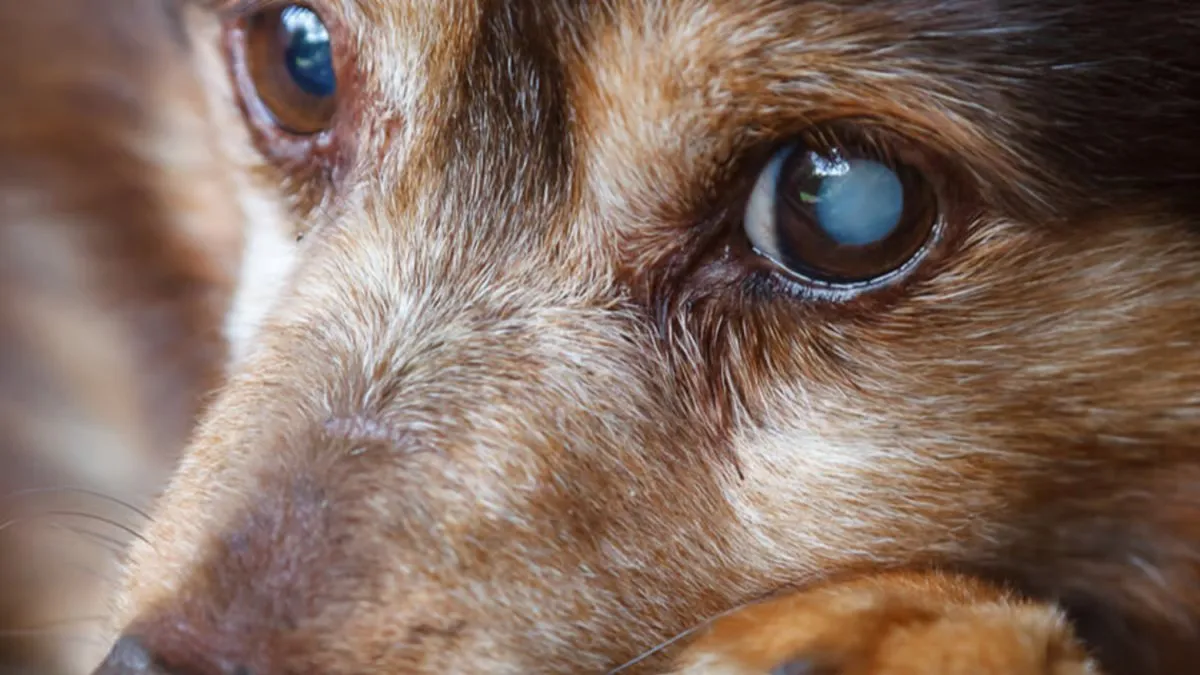 Ya no se venderá carne de perro en Corea del Sur