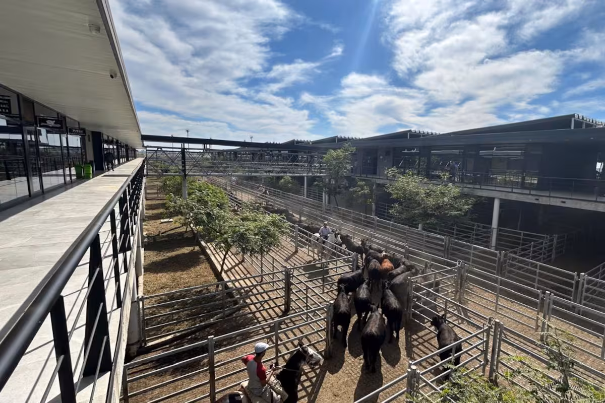 Vacunos: demanda tranquila y precios en baja en el Mercado Agroganadero de Cañuelas