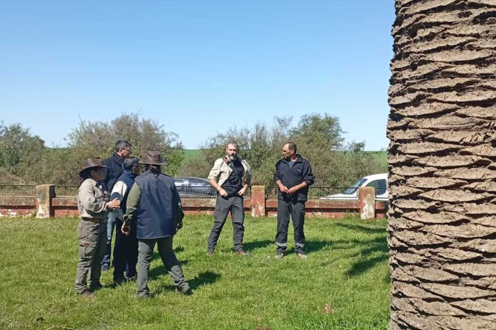Se activó la comisión local en Colonia Elía por la presencia de Picudo Rojo