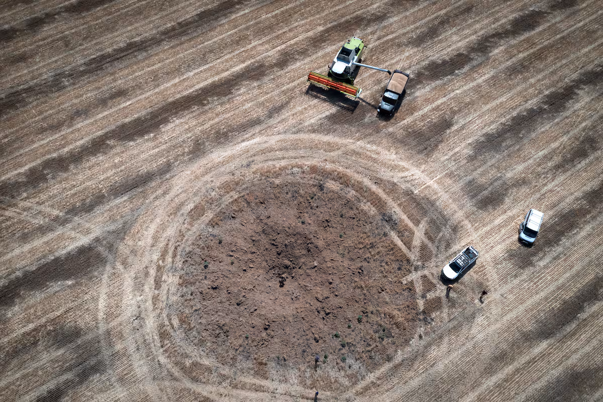El escenario del trigo en un año Niño