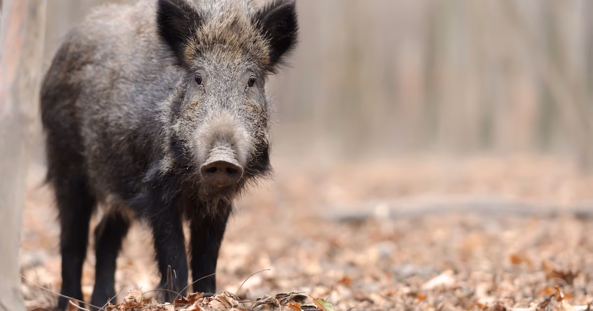 Río Negro aprobó un régimen para comercializar carne de fauna silvestre, qué especies quedarían incluidas