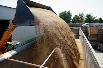 Por cada $100 de renta que genera una hectárea agrícola, $58,20 se destinan al pago de impuestos