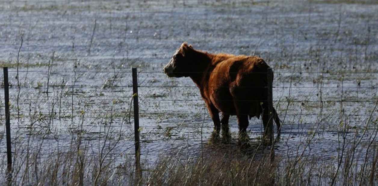 “El área con excesos es mayor”: el campo espera al “súper Niño” con reservas de agua en los suelos por encima de lo normal