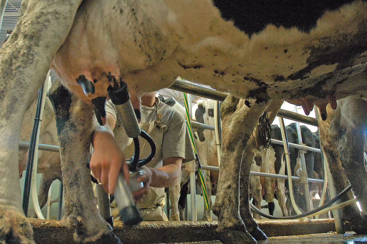 Argentina vs. Uruguay: qué pasa con el costo de la leche desde que sale del campo y llega al puerto transformada