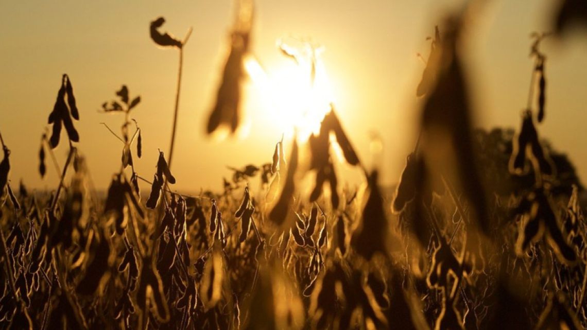 Bajo la amenaza de El Niño, se sembrará más soja en Argentina