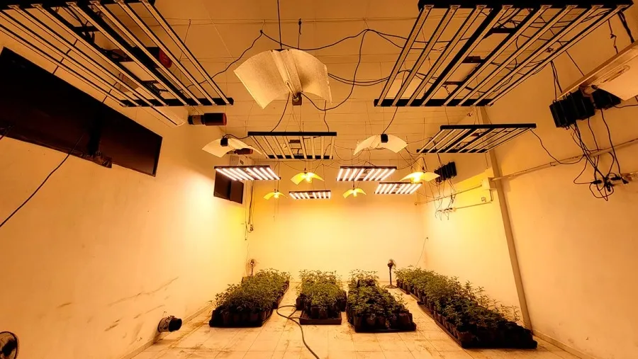 Rechazan liberar a una acusada en la causa por cultivo y distribución de marihuana en Paraná y Oro Verde