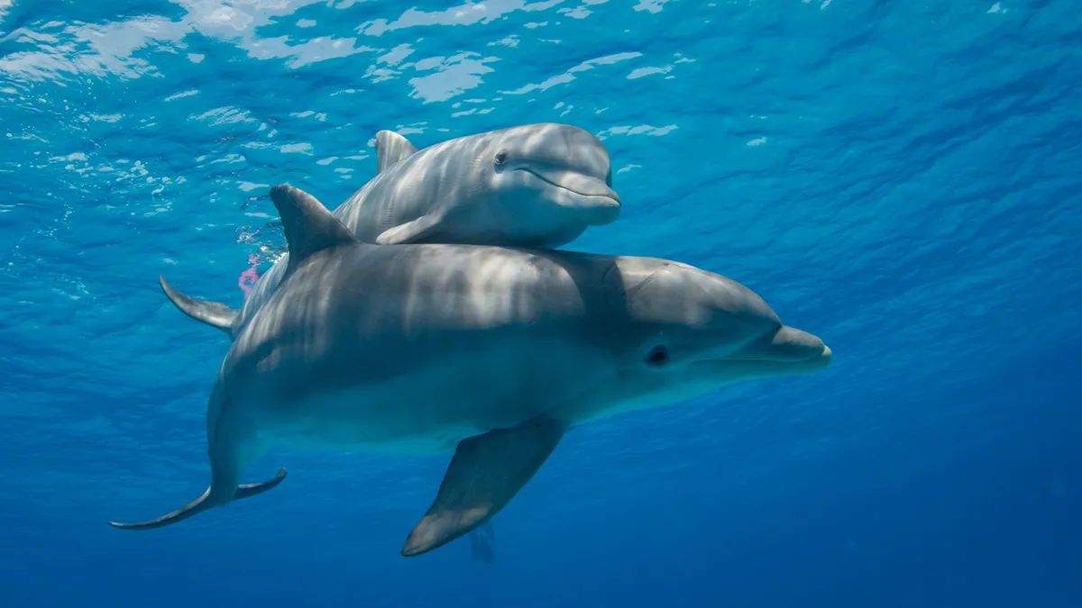 Calor extremo en el océano Atlántico: el insólito cambio en la dieta de los delfines que alarma a los científicos