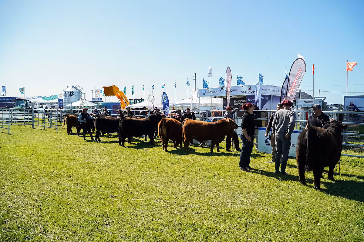 Semana Angus de Primavera: en un gran momento de la ganadería, la raza líder mostrará la genética que impulsa la producción de carne