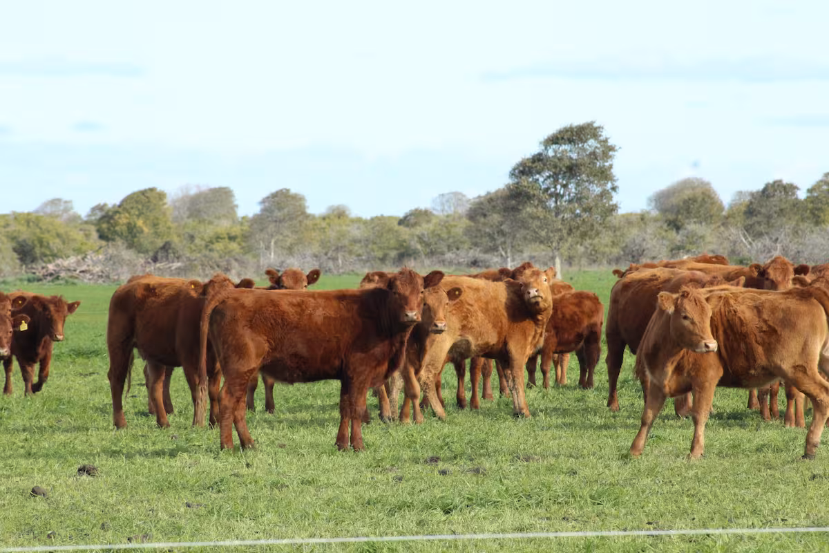 El Gobierno anunció que Japón abrió su mercado a la carne vacuna argentina