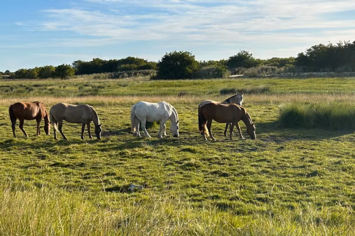 Pasaporte equino: el Gobierno estableció un nuevo sistema obligatorio para identificar y controlar el movimiento de los caballos en todo el país