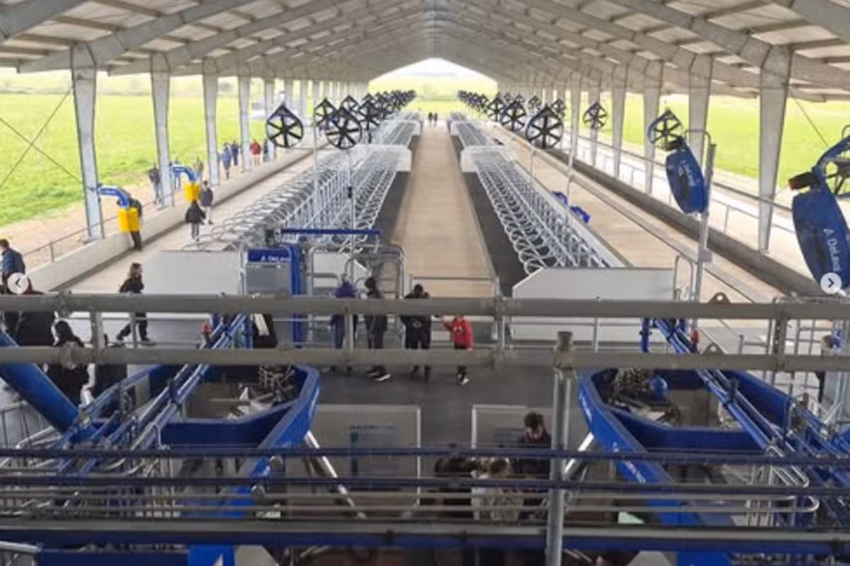 “Marca un antes y un después”: empieza a ordeñar el primer tambo robot de la raza Jersey en el país