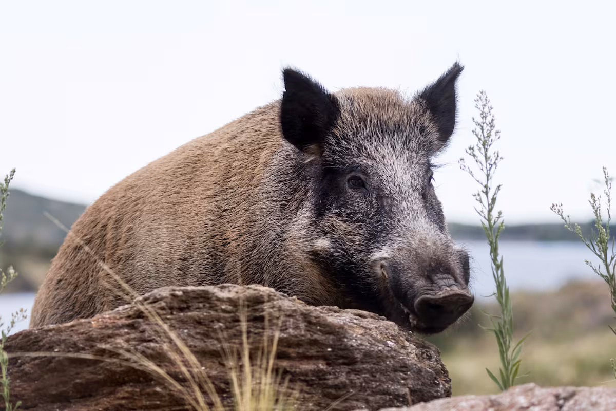 Histórica ley: una provincia permitirá la venta de carne de jabalí